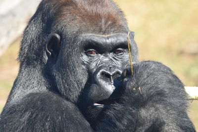 Close-up portrait of a monkey