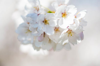 Sakura. bloom, flowering, from bud to flower. first blossom buds and flowers in the spring