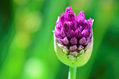 Close-up of pink rose flower