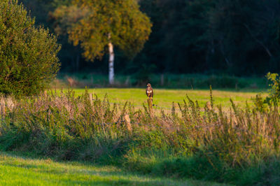 Man standing on field against trees