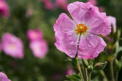 Close-up of pink flowering plant