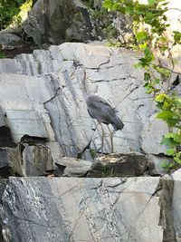 Close-up of bird on rock