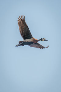 Bird flying against clear sky