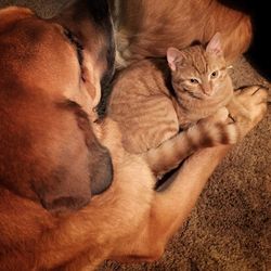 High angle view of dog sleeping