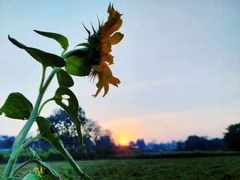 Close-up of flowering plant on field against sky during sunset