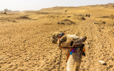 High angle view of a horse on sand