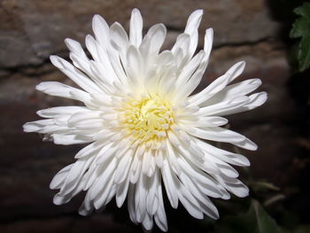 Close-up of white flower blooming outdoors