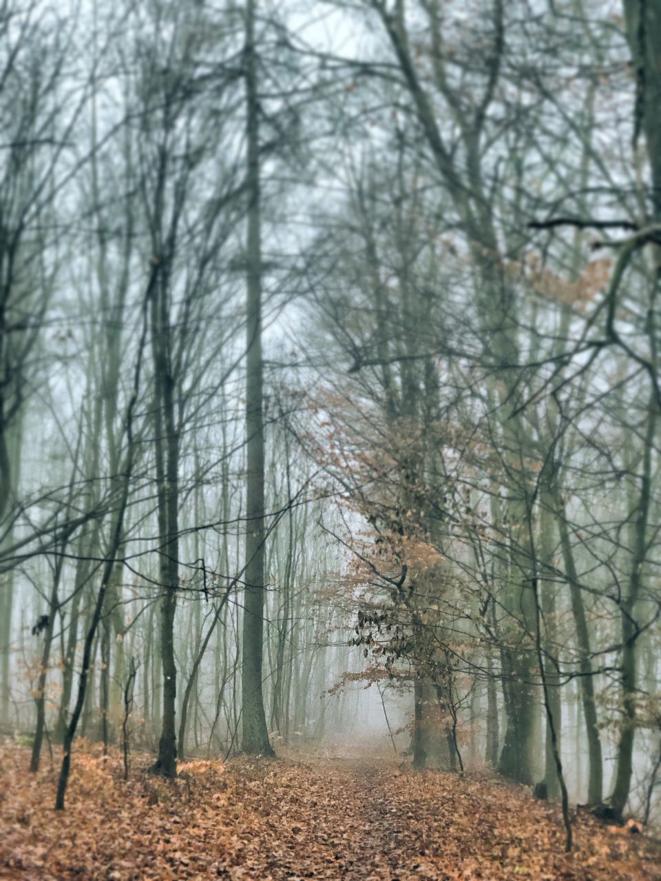 TREES IN FOREST DURING AUTUMN