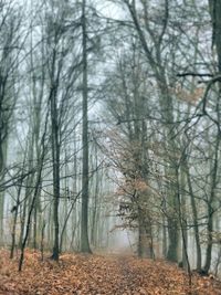 Trees in forest during winter