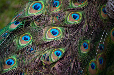 Close-up of peacock