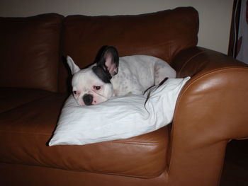 Portrait of a dog resting on sofa