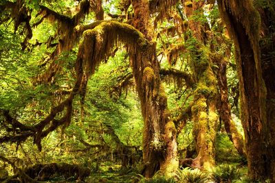 Close-up of tree trunk in forest