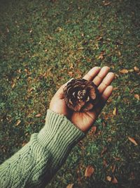 High angle view of hand holding leaf on field