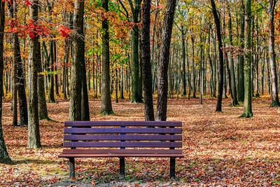 Bench in park during autumn