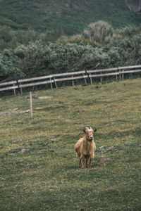 One goat on a field