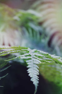 Close-up of fern during winter
