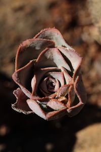 Close-up of wilted rose