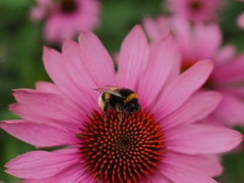 Close-up of bee on pink coneflower