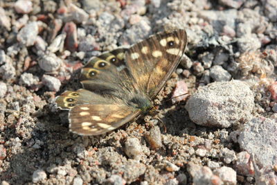 Close-up of butterfly on rock