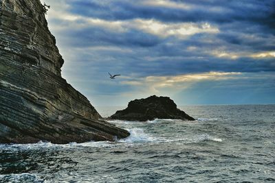 Birds flying over sea