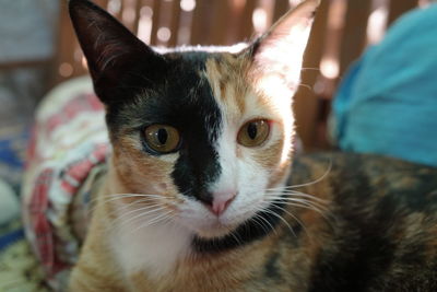Close-up portrait of cat at home
