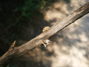 Close-up of lizard on tree