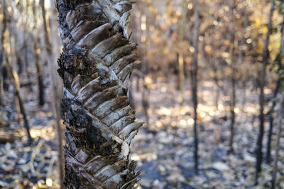 Close-up of tree trunk during winter