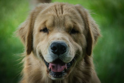 Close-up portrait of dog