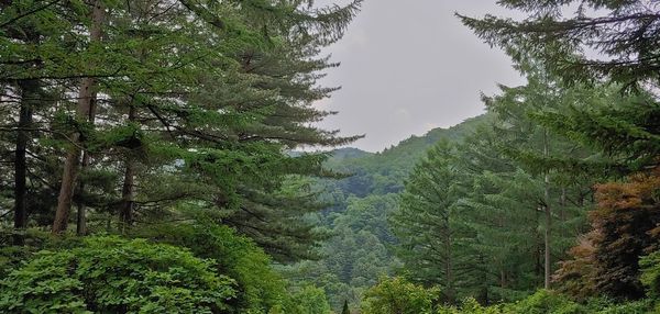 Pine trees in forest against sky