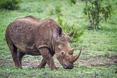 Rhinoceros grazing on land