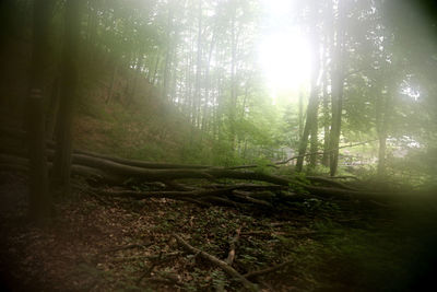 Sunlight streaming through trees in forest