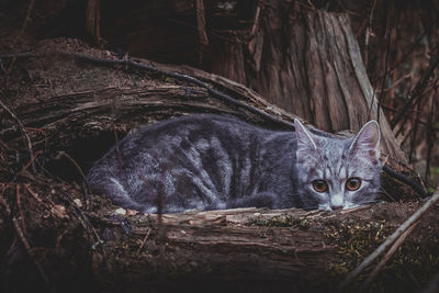 Close-up of cat, cat is sitting in a tree hollow 