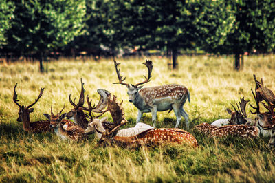 Flock of birds on field