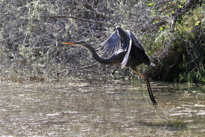 High angle view of gray heron flying over lake