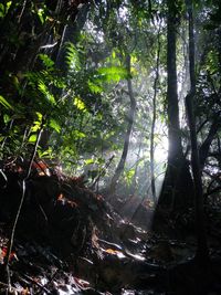 Trees in forest