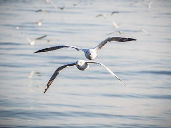 Seagulls flying from the water surface in samut prakan, thailand