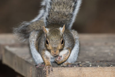 Close-up of squirrel