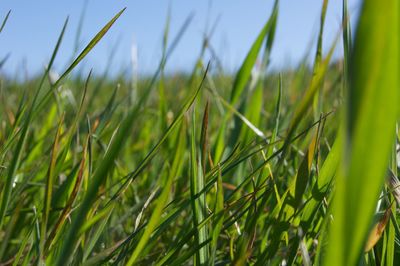 Close-up of grass growing on field
