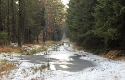 Stream in forest