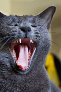 Close-up of cat