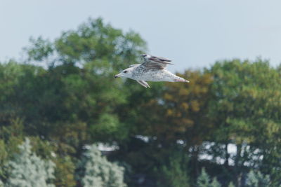 Seagull flying over a lake