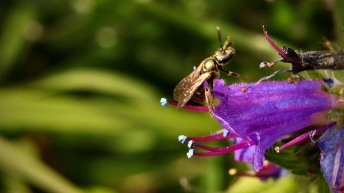Close-up of bee on flower