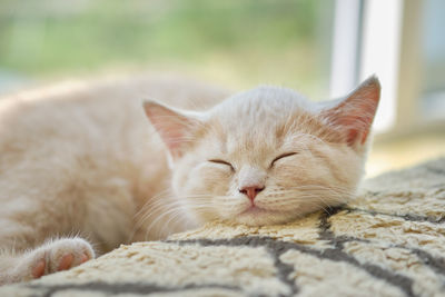 Portrait of a ginger cat taking a nap on a windowsill on a green background 