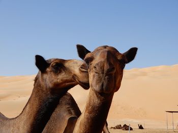 View of two camels in the abu dhabi desert, uae. 