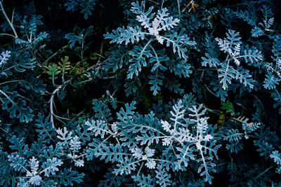 Close-up of plants during winter