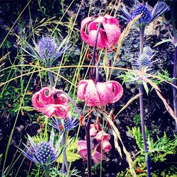 Close-up of flowers blooming outdoors