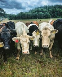 Cows in a field