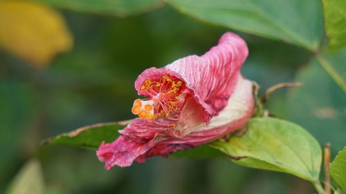 Close-up of pink hibiscus