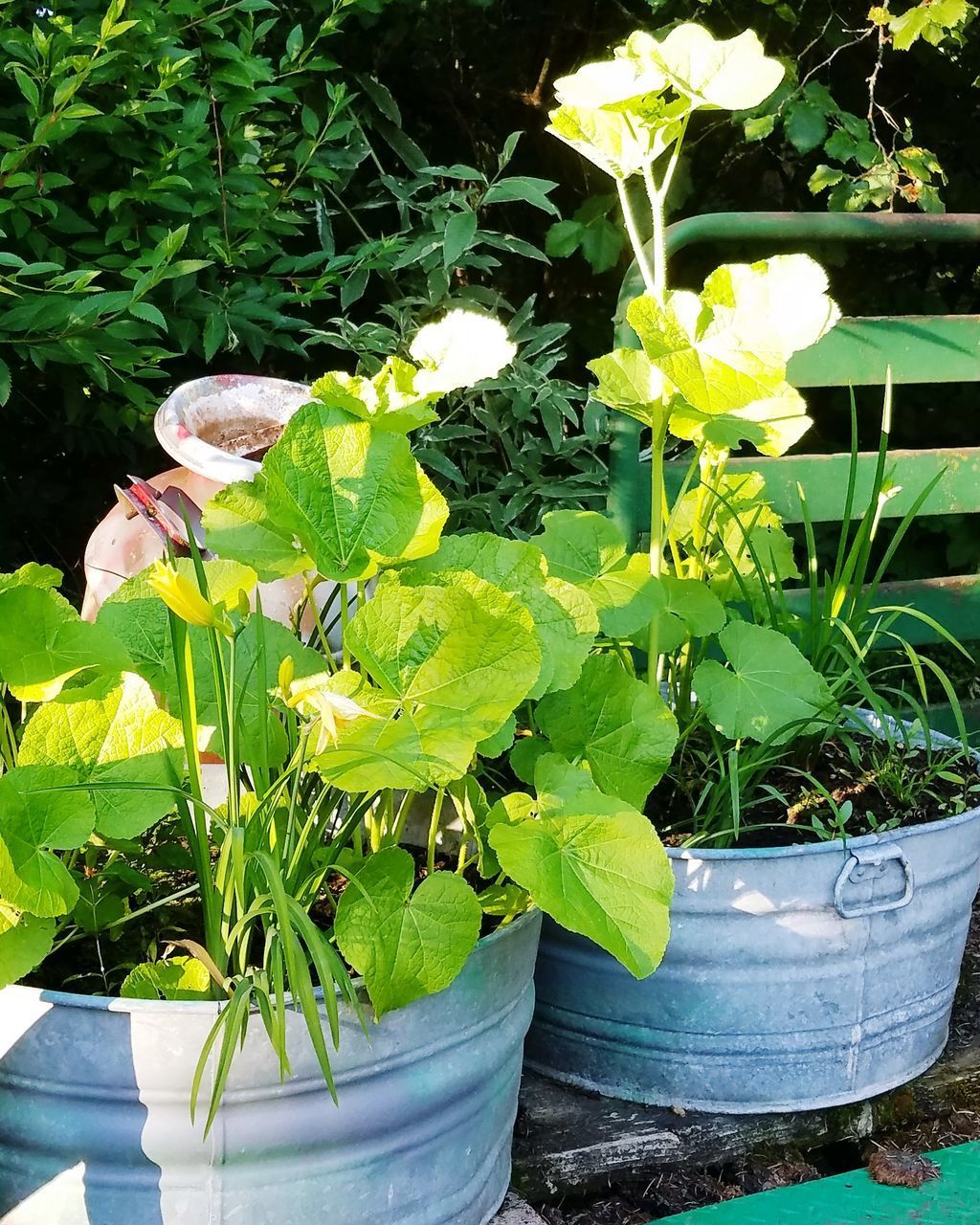 CLOSE-UP OF POTTED PLANTS IN GREENHOUSE