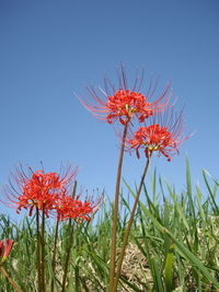 Close-up of red flowering plant against clear blue sky